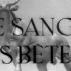 Le Sang des Betes - documentario